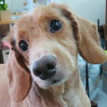 シーザーくん