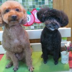 おはぎくん＆あずきちゃん