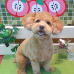 チロくん