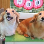 ココちゃん＆ナッツちゃん