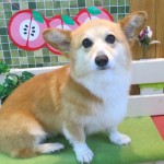 リンリンちゃん