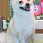 あい子ちゃん
