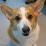 ラッシュくん