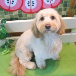 さくらちゃん
