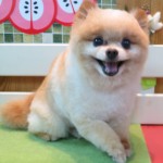 あたるくん