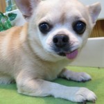 ソラちゃん