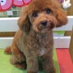 つくしくん