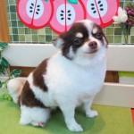 ハッピーちゃん