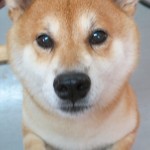 ヤマトくん