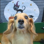 サラちゃん