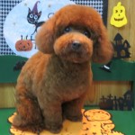 ダイアくん