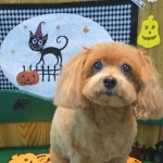 アンちゃん
