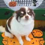 ハッピーちゃん