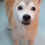 チヨちゃん