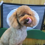だいくん