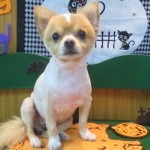 キンタロウくん