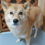モモ子ちゃん
