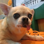 ソラちゃん