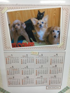 毎年ご好評の12ヶ月カレンダー♪ 愛犬の写真入りで更にテンション上がります♪