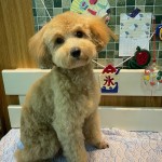 まるちゃん