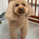 ももちゃん