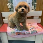 ポポロちゃん