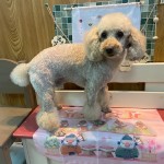 チャムくん