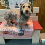 とめちゃん