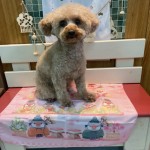 せぶんちゃん