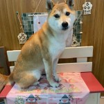 小梅ちゃん