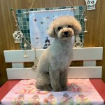 つくしくん