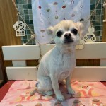てんちゃん
