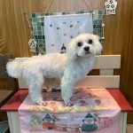 モモちゃん