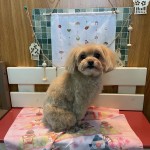 もこタンちゃん