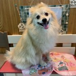 あい子ちゃん