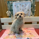 よつばちゃん
