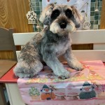 あんずちゃん