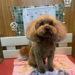 ぼくちゃん