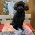 かのんちゃん