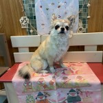 グゥくん