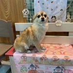 ポーちゃん