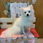 翡翠ちゃん