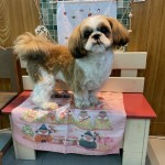 ふくくん