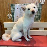 コロくん