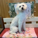 だいふくくん