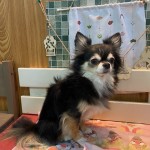 ピノちゃん