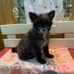 キャビアちゃん