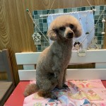 茶太郎くん