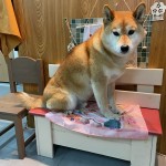 茶太郎くん