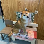 シェリーくん
